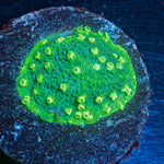Palm Coast Astreopora - riptide aquaculture llc
