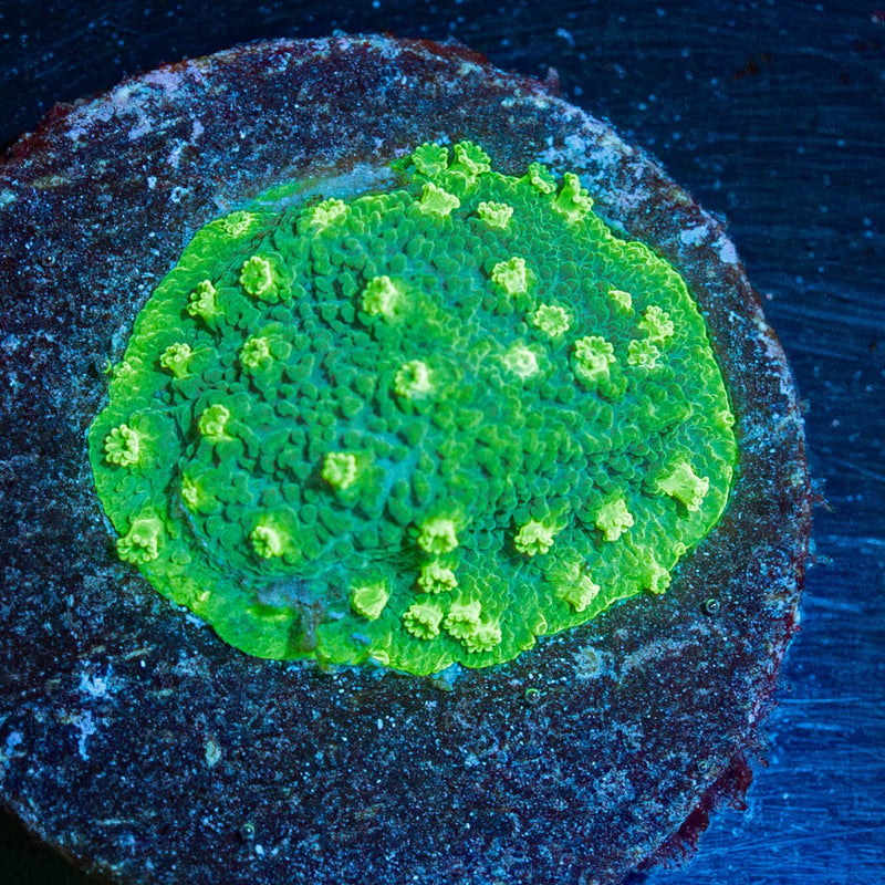 Palm Coast Astreopora