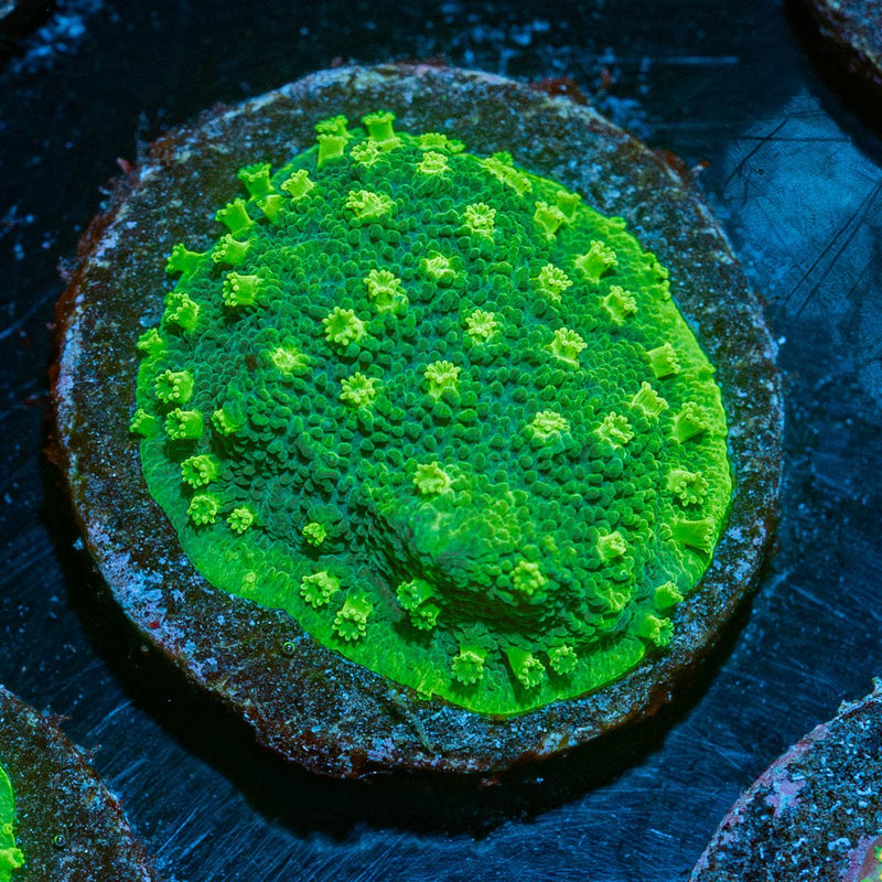 Palm Coast Astreopora
