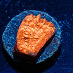 Jolly Rancher Chalice - riptide aquaculture llc