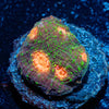 Lizard Skin Chalice - riptide aquaculture llc