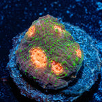 Lizard Skin Chalice - riptide aquaculture llc