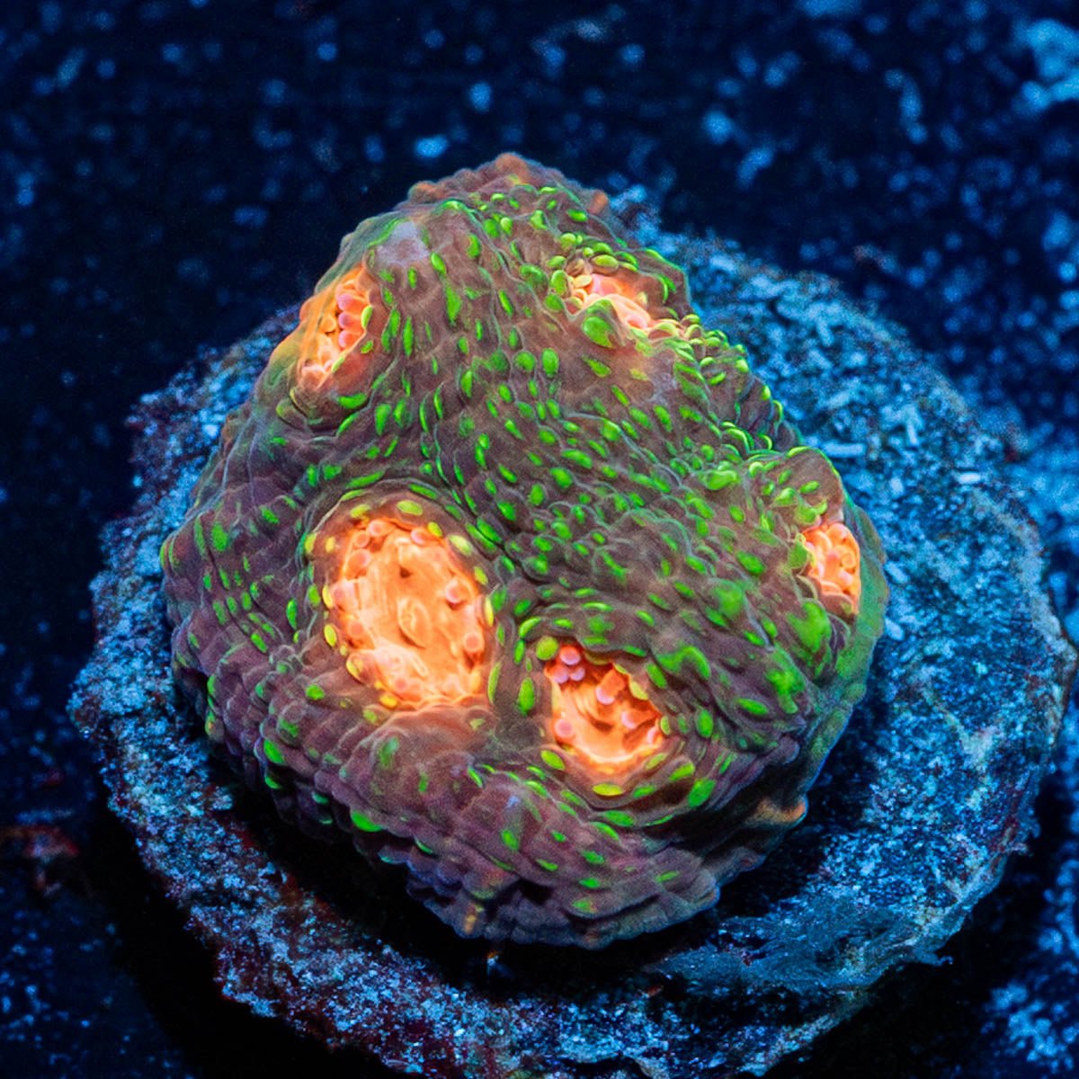 Lizard Skin Chalice - riptide aquaculture llc