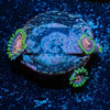 Space Jams Zoanthid - riptide aquaculture llc