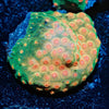Defcon Cypreastrea - riptide aquaculture llc