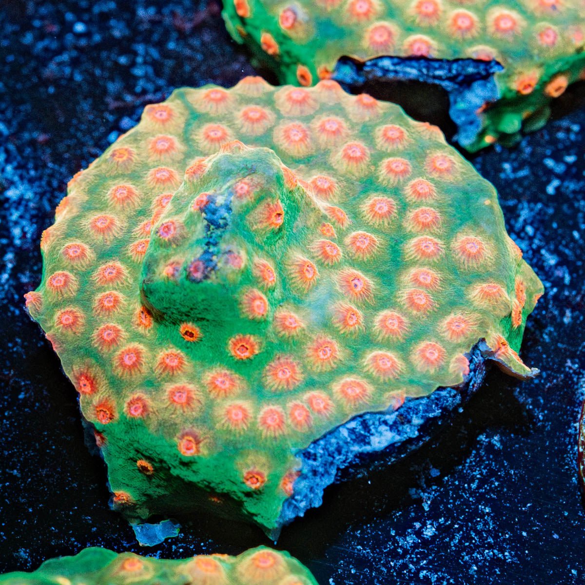 Defcon Cypreastrea - riptide aquaculture llc