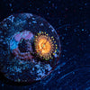 Aztec Warrior Zoanthid - riptide aquaculture llc