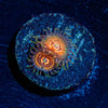 Aztec Warrior Zoanthid - riptide aquaculture llc