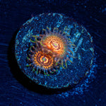 Aztec Warrior Zoanthid - riptide aquaculture llc