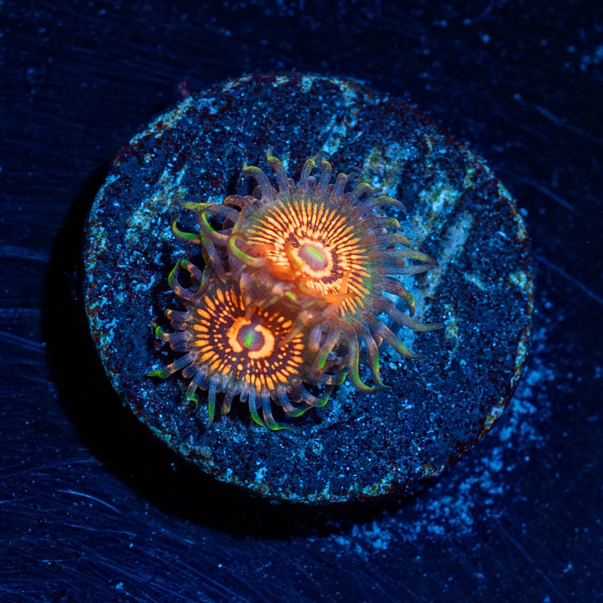 Aztec Warrior Zoanthid - riptide aquaculture llc