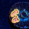 Pink Diamond Zoanthid - riptide aquaculture llc