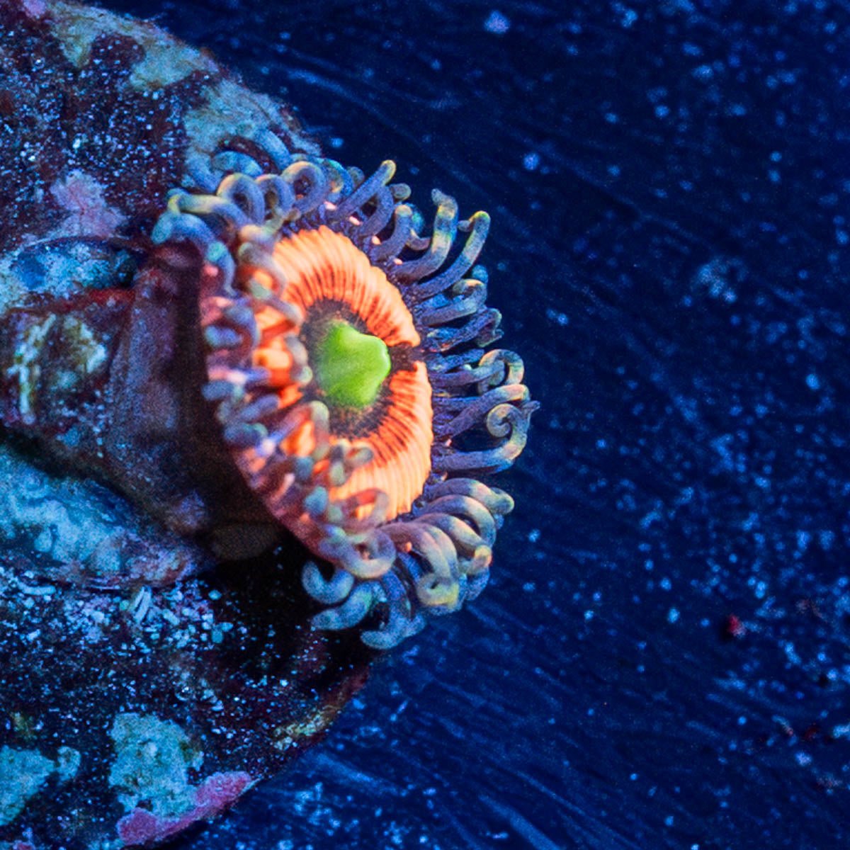 Gobstopper Zoanthid - riptide aquaculture llc