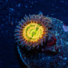 Sunny D Zoanthid - riptide aquaculture llc