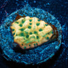 Beach bum Montipora - riptide aquaculture llc