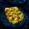 Jack - o - Lantern Lepto - riptide aquaculture llc