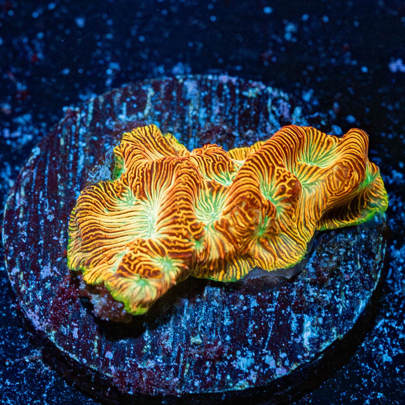 Jack-o-Lantern Lepto