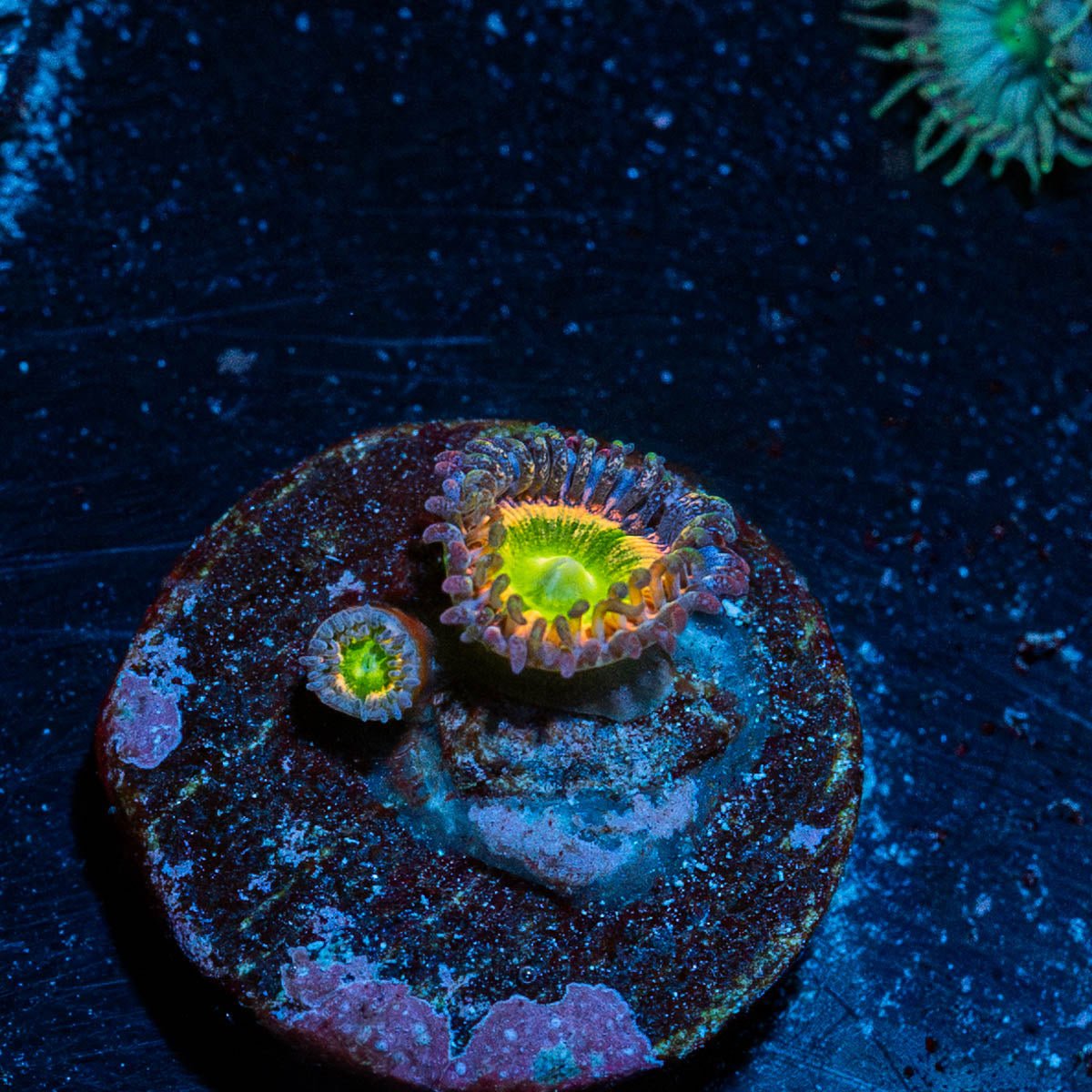 Funny D's Zoanthid - riptide aquaculture llc