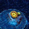 Fruit Loop Zoanthid - riptide aquaculture llc