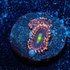 Bombshells Zoanthid - riptide aquaculture llc