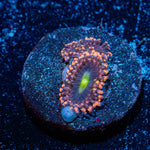 Bombshells Zoanthid - riptide aquaculture llc