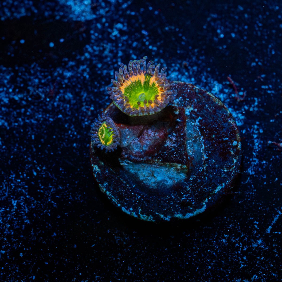 Sunny D Zoanthid - riptide aquaculture llc