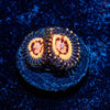 Valkyries Zoanthid - riptide aquaculture llc