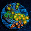 Zoanthid Combo - riptide aquaculture llc