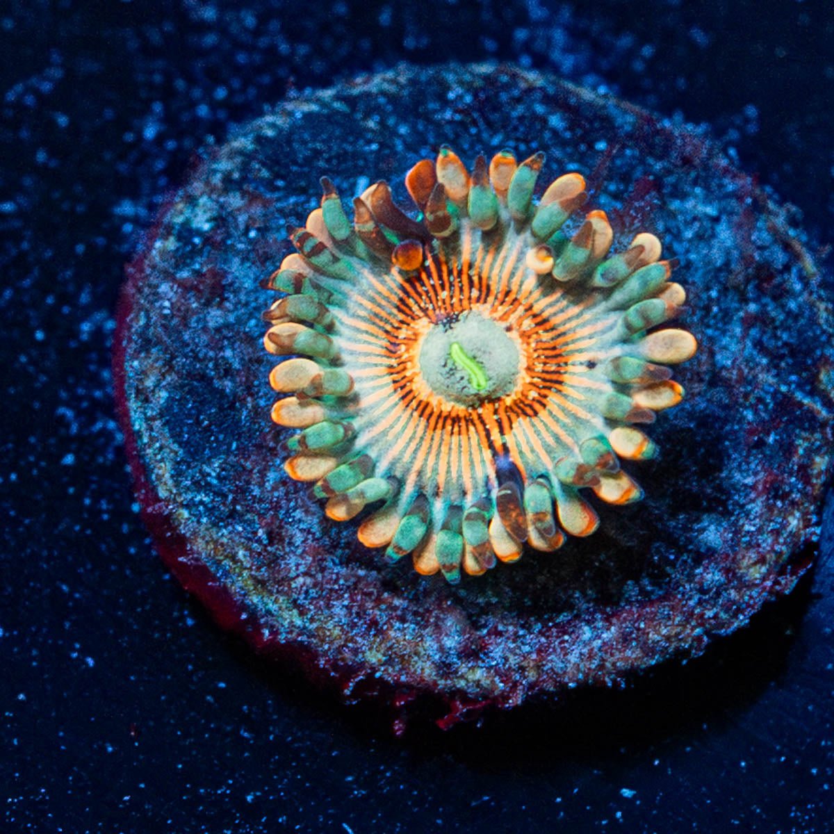 Seduction Zoanthid - riptide aquaculture llc