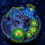 Rasta Zoanthid - riptide aquaculture llc