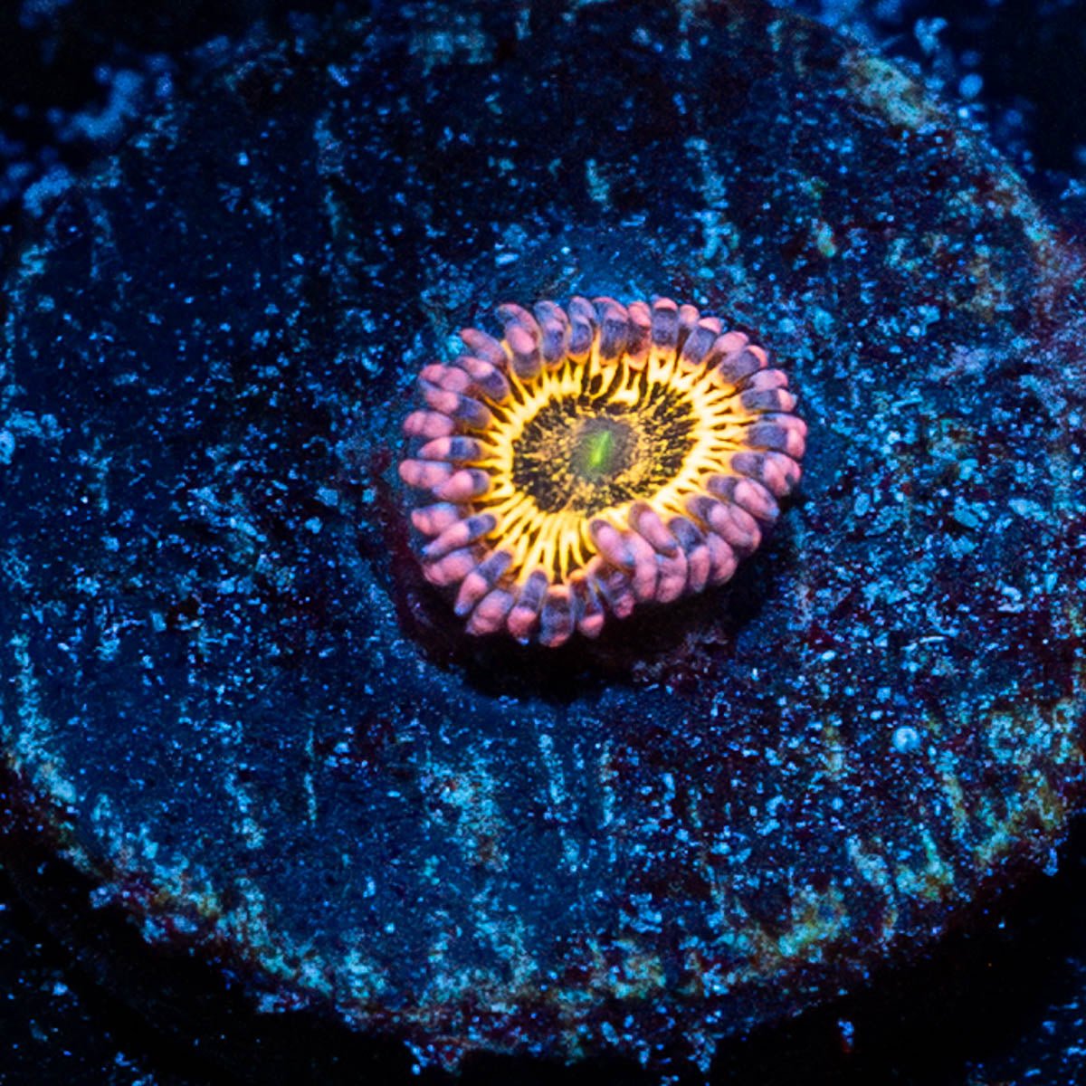 Stratosphere Zoanthid - riptide aquaculture llc