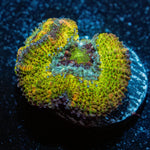 Thors Hammer Acan - riptide aquaculture llc