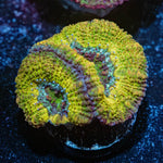 Thors Hammer Acan - riptide aquaculture llc