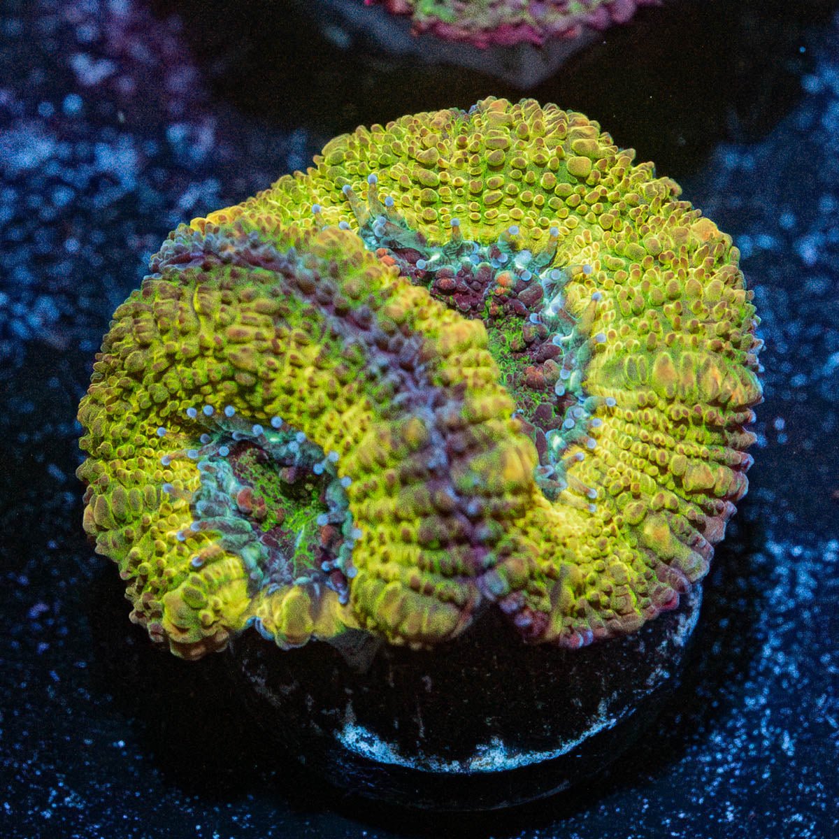 Thors Hammer Acan - riptide aquaculture llc