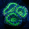 Acan/ Micromussa - riptide aquaculture llc