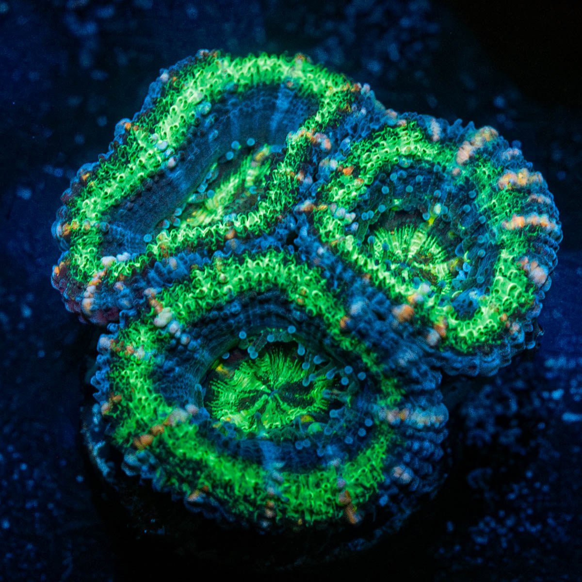 Acan/ Micromussa - riptide aquaculture llc