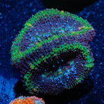 Acan/ Micromussa - riptide aquaculture llc