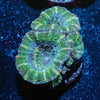 Acan/ Micromussa - riptide aquaculture llc