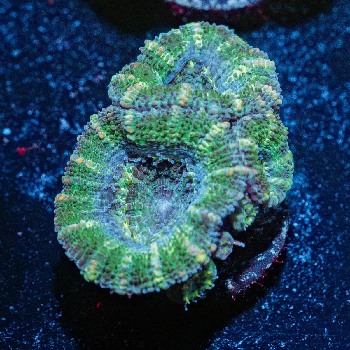 Acan/ Micromussa - riptide aquaculture llc