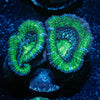 Acan/ Micromussa - riptide aquaculture llc