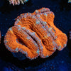 Acan/ Micromussa - riptide aquaculture llc