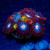 Stitches Zoanthid - riptide aquaculture llc