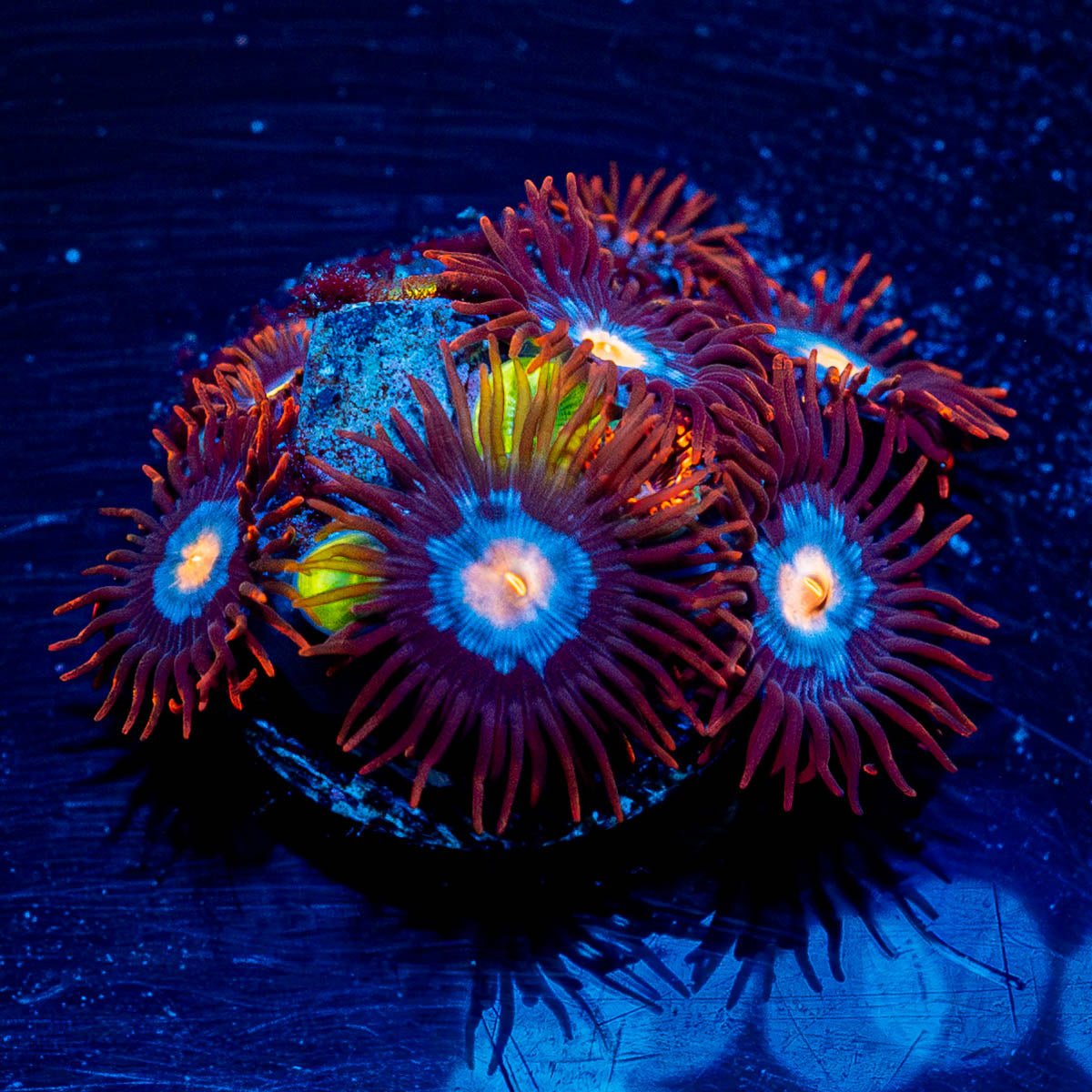 Stitches Zoanthid - riptide aquaculture llc