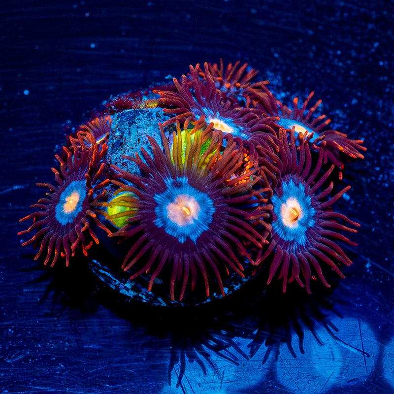Stitches Zoanthid