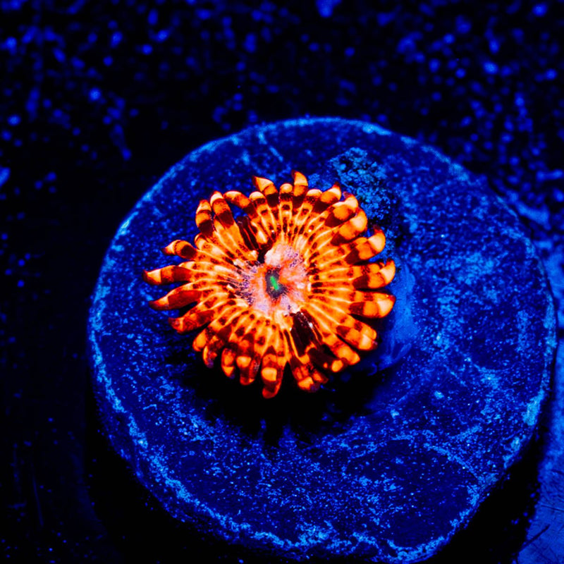Utter Chaos Zoanthid