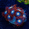 Stitches Zoanthid - riptide aquaculture llc