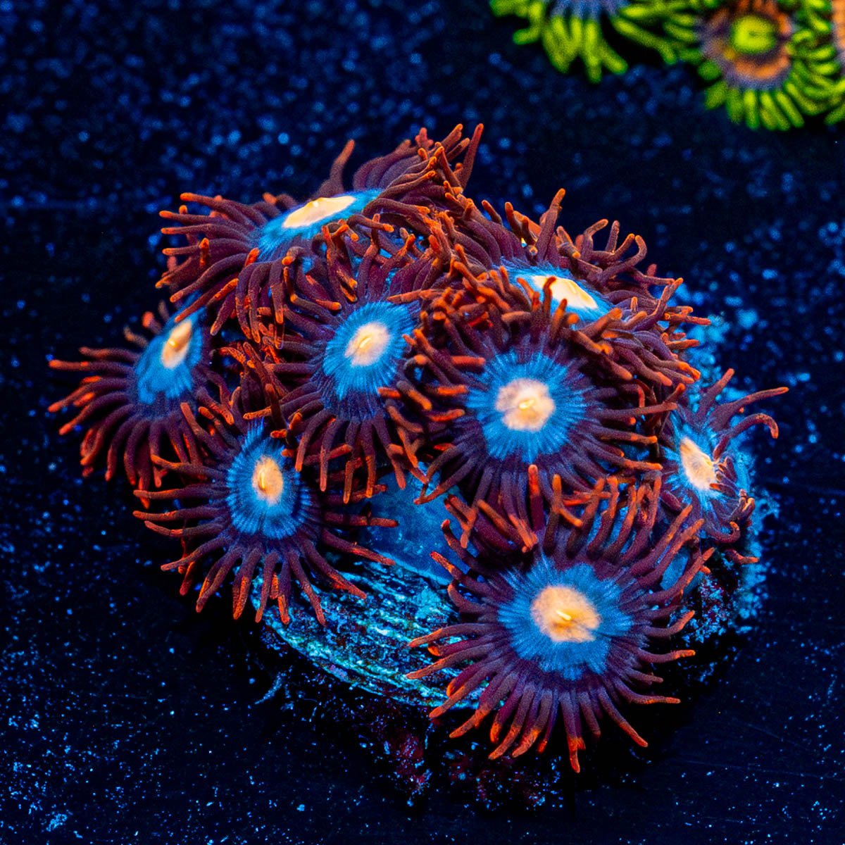 Stitches Zoanthid - riptide aquaculture llc