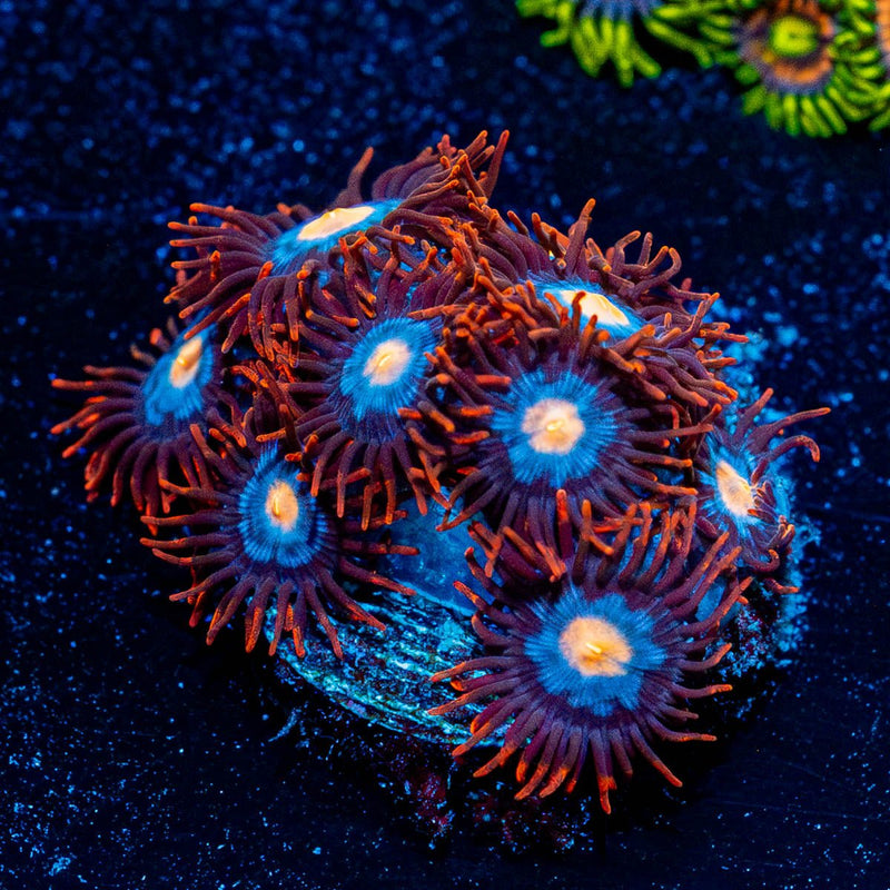 Stitches Zoanthid