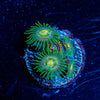Daisy Cutters Zoanthid - riptide aquaculture llc