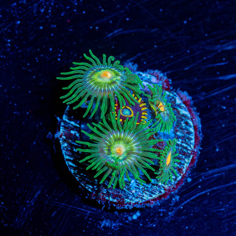 Daisy Cutters Zoanthid
