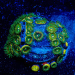 Oddball Zoanthid - riptide aquaculture llc